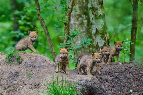 Five wolf cubs are intently exploring the forest floor against a green backdrop, Wolf (Canis