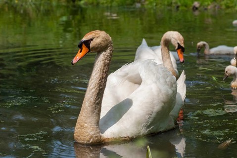 Cygnus olor, mute swan, anatidae, birds, duckbirds, female, adolescent, young, juvenile, male,