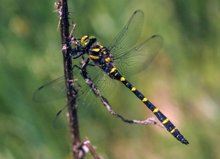 Cordulegaster bidentata, striped spring maiden, sombre golden ring, anisoptera, damselflies,