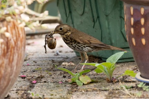 Song thrush (Turdus philomelos) adult bird with a snail for food in its beak on a garden patio,