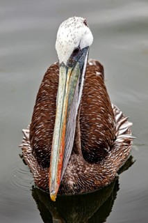 Close-up of a pelican on the water, showing the rich texture of its beak and feathers, brown