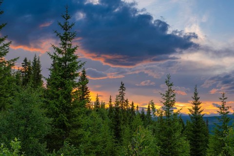 View of pine trees at sunset in the mountains, Gol, Halligdal, Buskerud, Norway