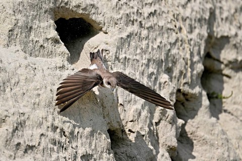 Sand martin (Riparia riparia), taking off from its breeding tube, Reussegg nature reserve, Canton