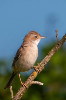 Brandenburg, garden warbler, Germany, Nabu, national natural heritage, natural paradise Grünhaus,