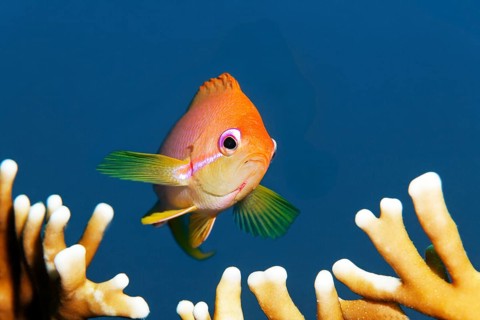 Jewelled flag perch (Pseudanthias squamipinnis), portrait, male, from the front, Red Sea, Panorama