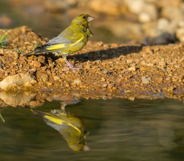 Carduelis Chloris, Chloris Chloris, Greenfinch, Greenfinch, Greenfinch, Greenfinch, Greenfinch,