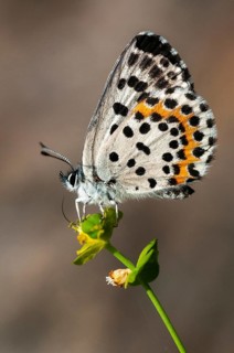 Chequered blue, moth blue, Scolitantides Orion, butterfly, high size, portrait format, insects,