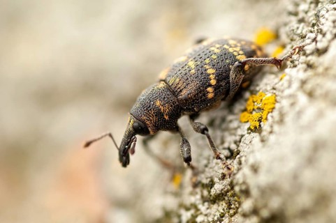 Curculionidae, spruce weevils, large brown weevils, Hylobius abietis, large pine weevil, weevils,