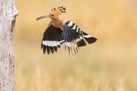 Hoopoe (Upupa epops) Hungary