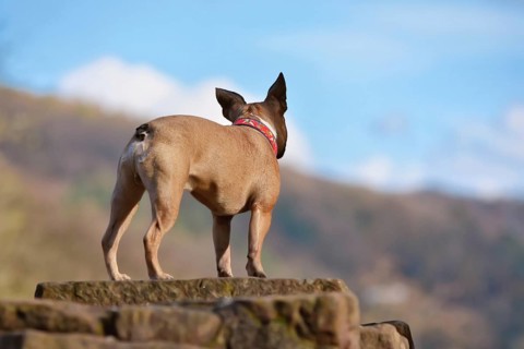 Back view of French Bulldog standing on old ruined castle wall looking at blue sky