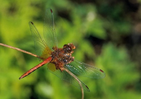 Spotted heather, Sympetrum flaveolum, yellow-winged darter, anisoptera, damselflies, dragonflies,