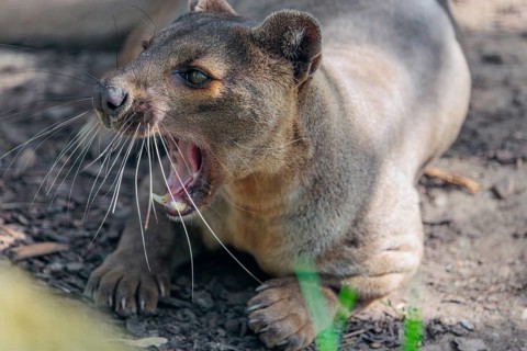 A fossa (Cryptoprocta ferox) rests on the forest floor of a dry forest. Forest habitats in