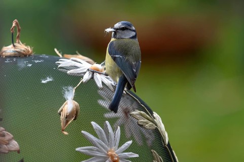 Blue tit (Cyanistes caeruleus) plucking at an artificial flower, Bavaria, Germany