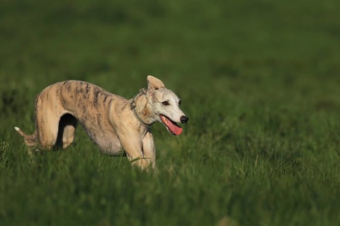 Whippet racing, Whippet running, A whippet runs elegantly through the grass of a green meadow,