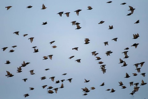 Star, starling, Sturnus vulgaris, birds, flying, flight, passeri, songbirds, swarm of birds, bird