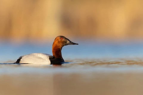 Canvasback (Aythya valisineria) swimming in a pond in Manitoba, Canada