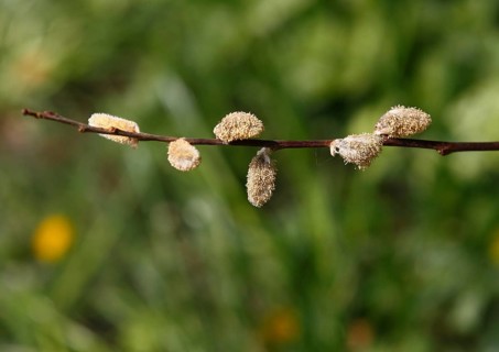 Blossoms of willow catkins (Salix), green background, North Rhine-Westphalia, Germany