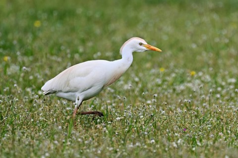 Cattle egret (Bubulcus ibis), foraging in a meadow, Camargue, southern France, France