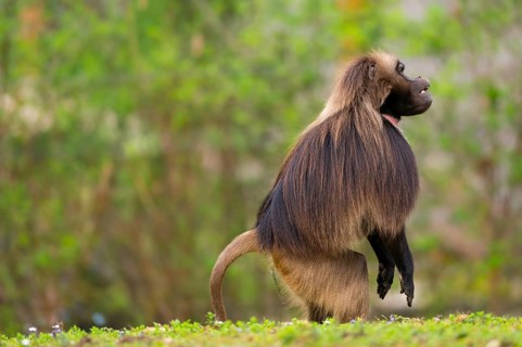 Gelada (Theropithecus gelada) male monkey stands on its hind feet and looks out, captive,