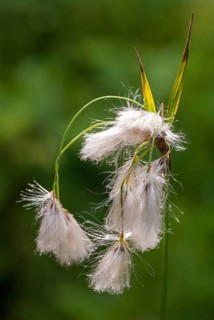 Cyperaceae, Eriophorum angustifolium, sour grass, narrow-leaved cotton grass, common cottongrass,