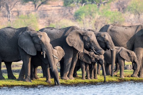 Herd of animals with young, African elephant (Loxodonta africana) drinking at the Chobe River,