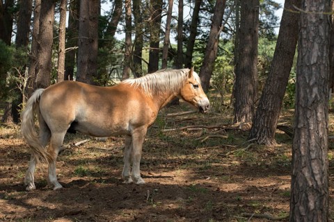 Barnim, Brandenburg, Equus Caballus, FFH area, Finow Valley, Finowtal-Pregnitzfließ, Germany,
