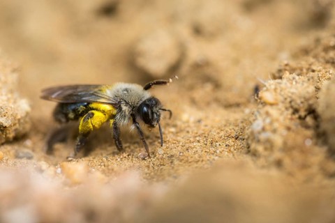 Andrena cf. vaga, andrena vaga, andrenidae, floodplain sand bee, grey-backed mining bee,