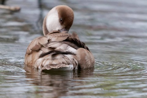Common duck, netta rufina, red-crested pochard, anatidae, birds, ducks, ducks, duck birds, female,