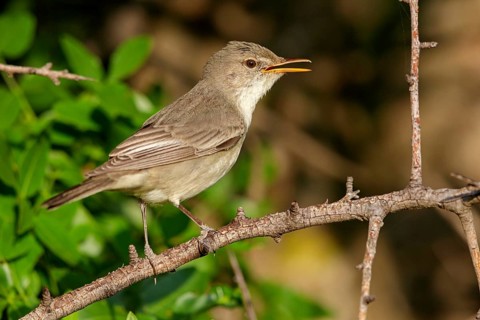 Olive warbler, (Hippolais olivetorum), animal, animals, bird, birds, biotope, habitat, perch,