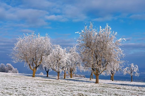 Winter landscape with trees and meadows in hoarfrost, Beinwil, Freiamt, Canton of Aargau,