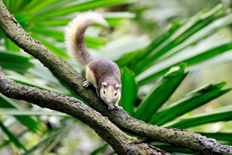 Finlayson's squirrel (Callosciurus finlaysonii), adult, on tree, foraging, Singapore, Southeast