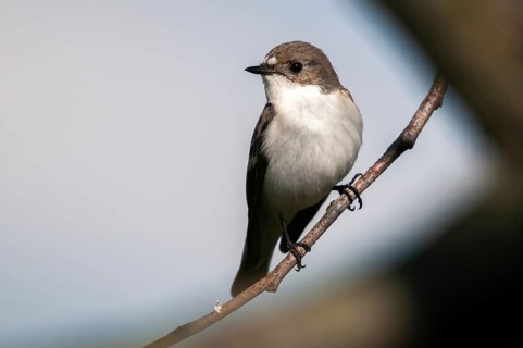 Ficedula hypoleuca, pied flycatcher, mourning snapper, mourning catcher, birds, passeri, songbirds,
