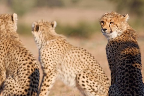 Cheetahs (Acinonyx jubatus), mother (center) with her two cubs, sitting in the dry grassland,