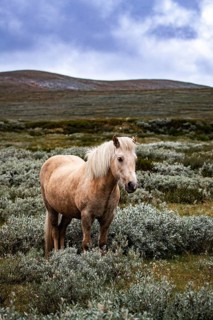 Blonde horse in front of extensive, hilly terrain under a cloudy sky, Norwegian fjord horses, in