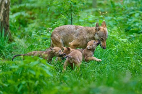 A mother wolf looks after her curious pups in the forest, summer, wolf (Canis lupus), Germany