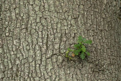 Oak tree (Quercus robur) new growth from a mature trunk, Suffolk, England, United Kingdom