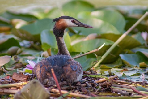 Great crested grebes, podiceps cristatus, birds, grebes, podicipedidae, divers, birds, waterbirds,