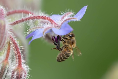 Honey bee (Apis mellifera) adult feeding on a Borage (Borago officinalis) flower in a garden,