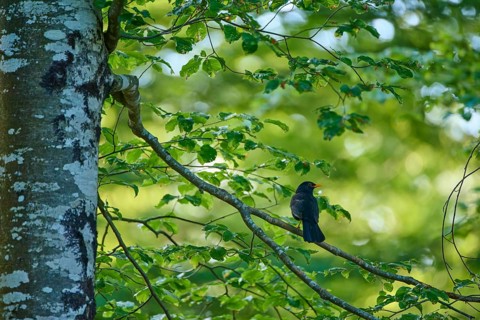 A bird is perched on a twig in the forest, surrounded by green leaves and sunlight: a blackbird