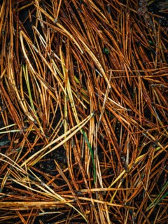 Pine needles lie on the forest floor, Nossentiner Schwinzer Heide nature park Park,