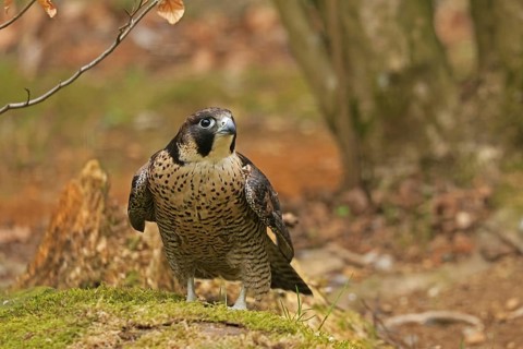 Peregrine Falcon (Falco peregrinus), Neuschönau, Bavaria, Germany, Captive