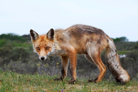 Red fox (Vulpes vulpes), North Holland, Netherlands