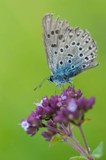 Ant blue, glaucopsyche arion, large blue, maculinea arion, phengaris arion, quendel ant blue, thyme