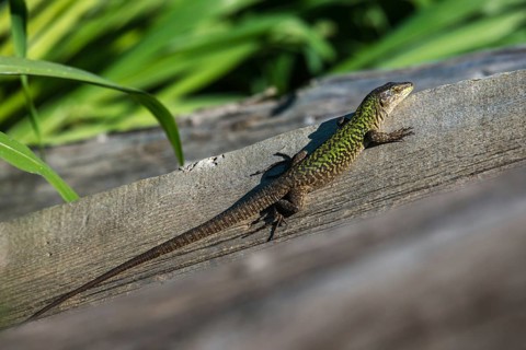 Granelli, Italian Wall Lizard, Italy, Pantani Cuba and Longarini, Podarcis Sicula, Podarcis Sicula,