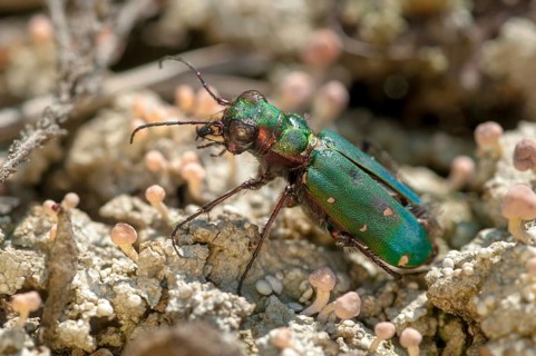 Carabidae, Cicindela campestris, field sandground beetles, sandground beetles, beetles, Coleoptera,