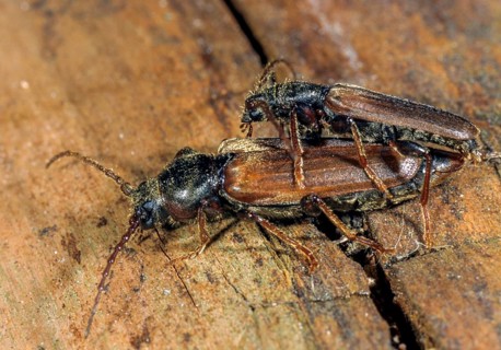 European spruce longhorn beetle, common spruce sapbuck, tetropium castaneum, beetle, longhorn