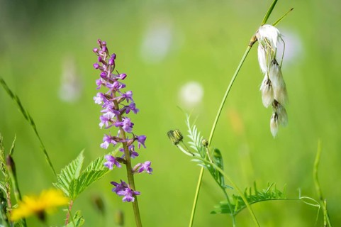 Cyperaceae, Eriophorum angustifolium, toadwort, large händelwurt, gymnadenia conopsea, longspur