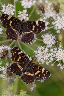 Araschnia Levana, European map, map butterfly, butterfly, high size, portrait format, insects,