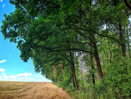 A long edge of the forest borders on a golden field under a bright blue sky, summer, Rödental,