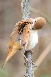 Luscinia megarhynchos, nightingale, birds, plumage care, high size, portrait, passeri, preening,